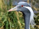 Demoiselle Crane (WWT Slimbridge April 2013) - pic by Nigel Key